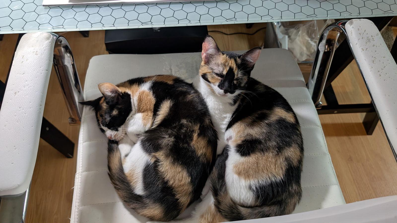 Enlarge Butterscotch Wright, a Adopted mixed breed in Alpharetta, GA image 3/3