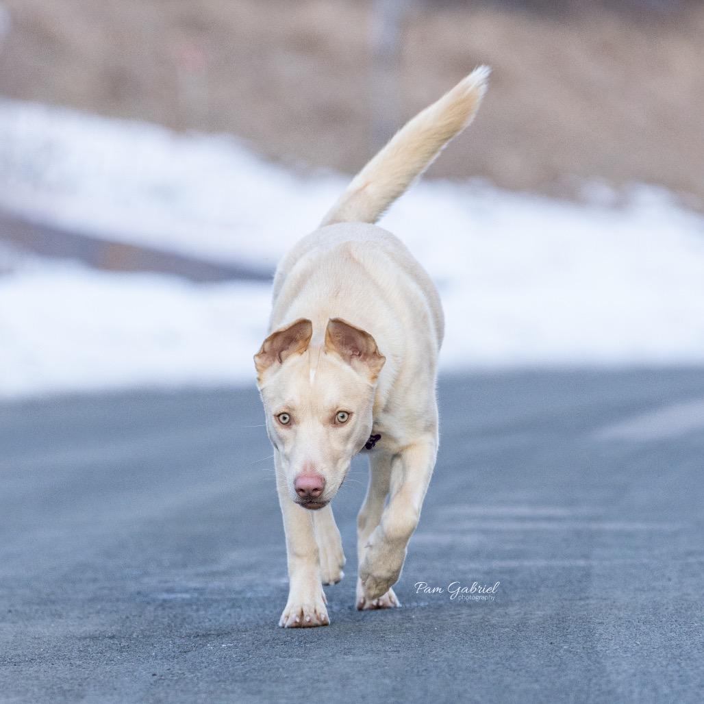 Faber, a Adoptable mixed breed in Crystal, MN image 2/6
