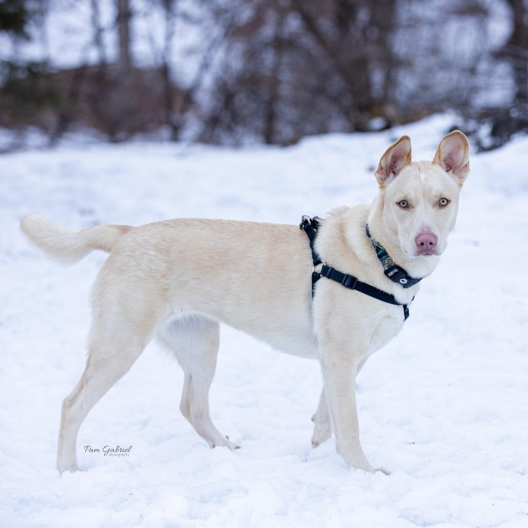 Faber, a Adoptable mixed breed in Crystal, MN image 3/6