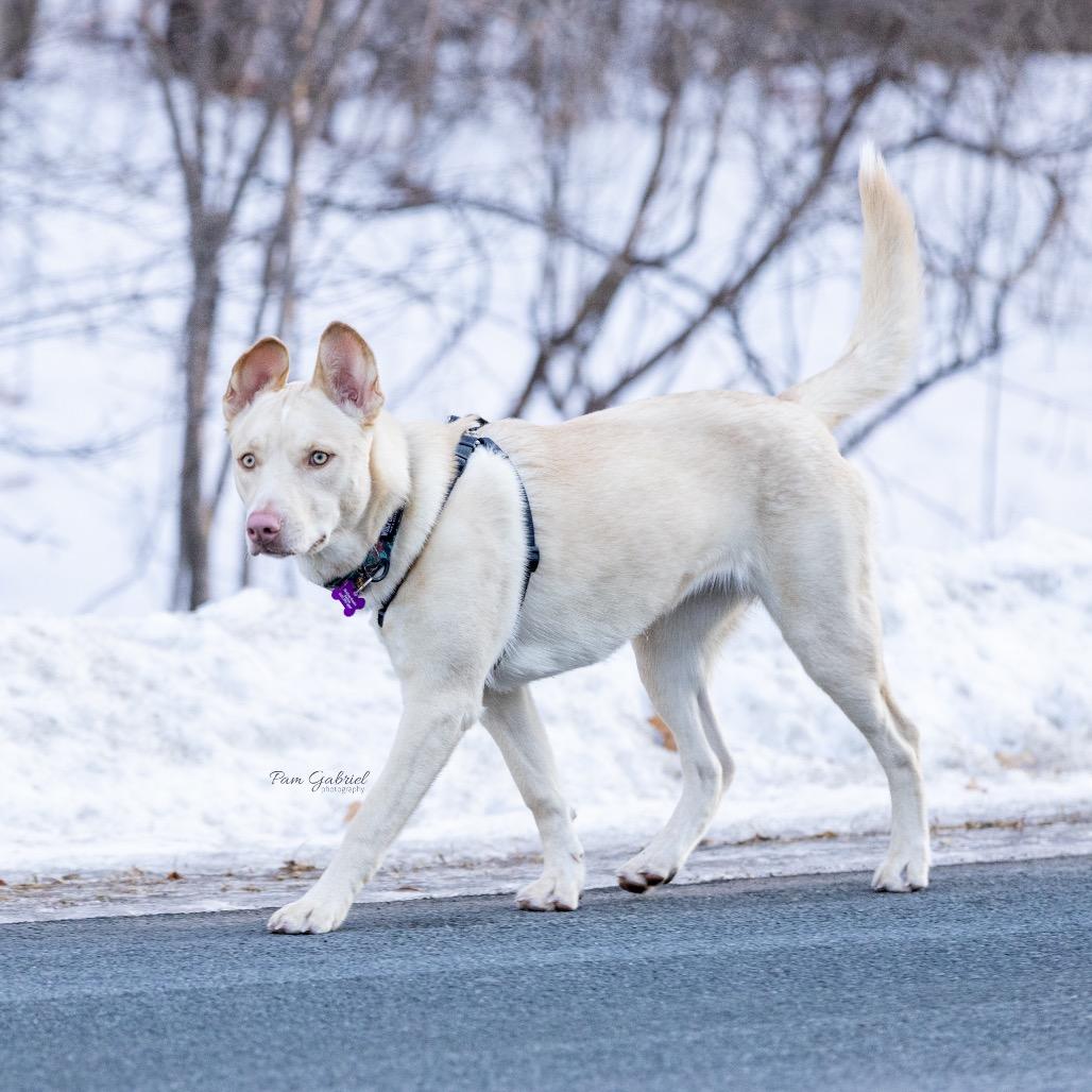 Faber, a Adoptable mixed breed in Crystal, MN image 4/6