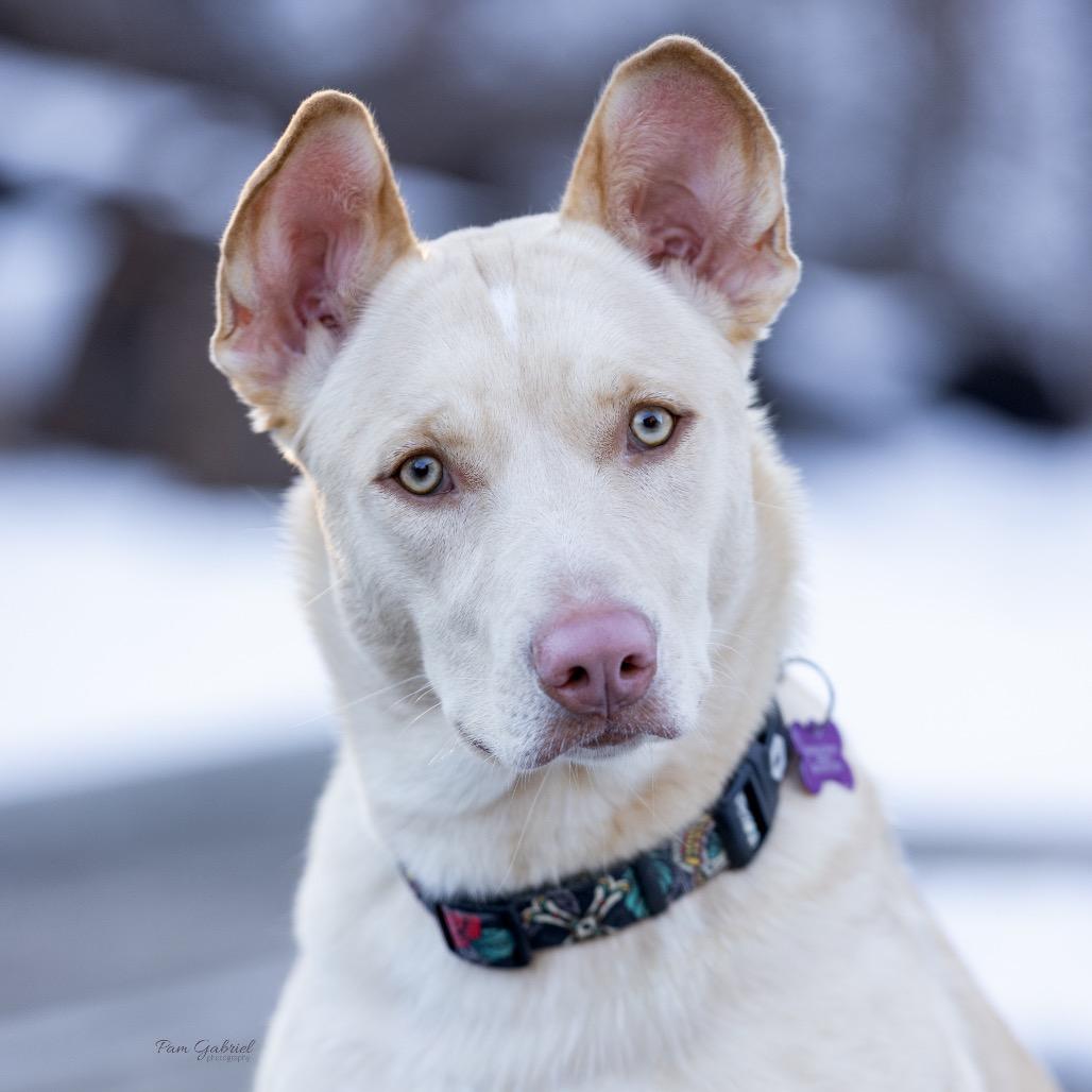 Faber, a Adoptable mixed breed in Crystal, MN image 5/6