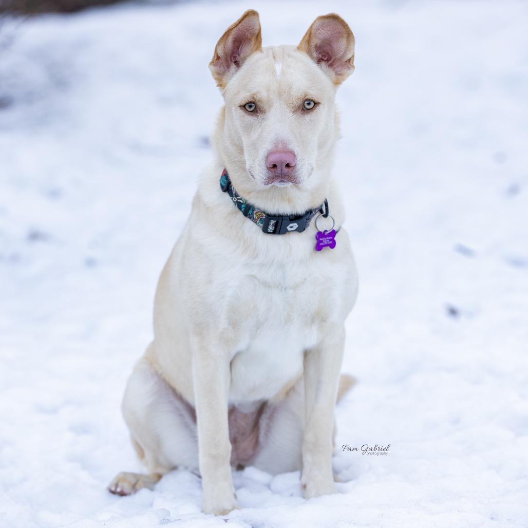 Faber, a Adoptable mixed breed in Crystal, MN image 6/6