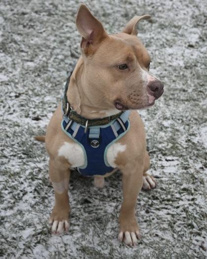 Spruce, Adoptable, Adult Male Mixed Breed & Mixed Breed.