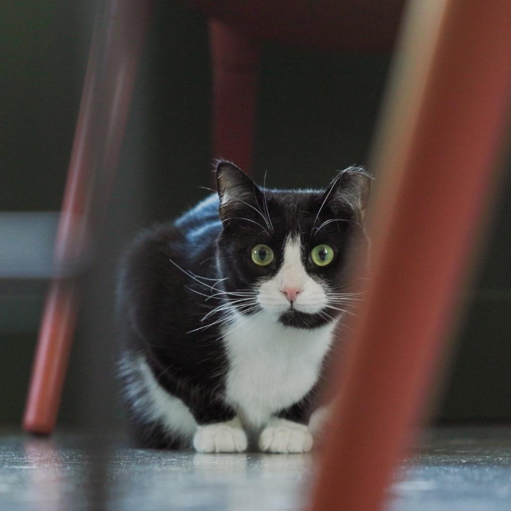 Hermione — thumbnail 3