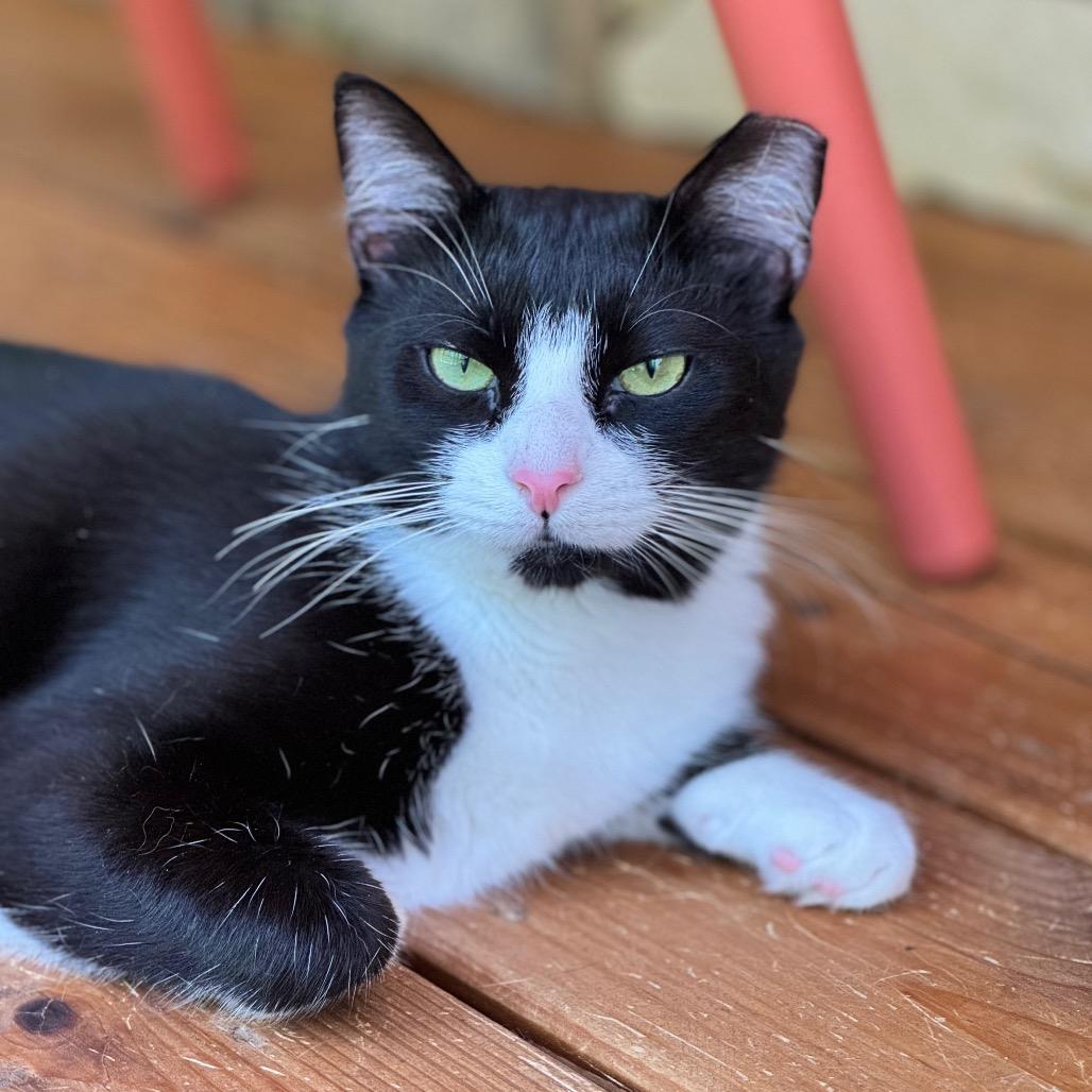 Hermione — thumbnail 4