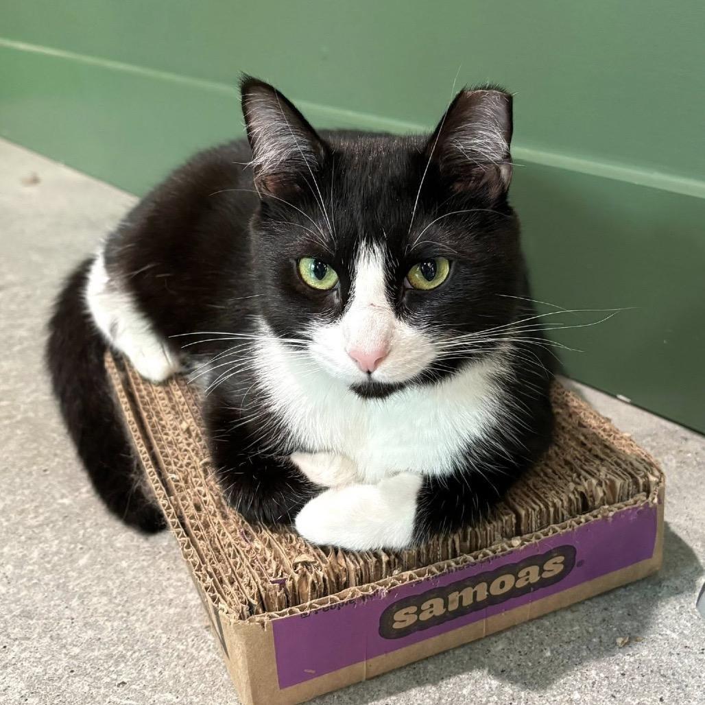 Hermione — thumbnail 5