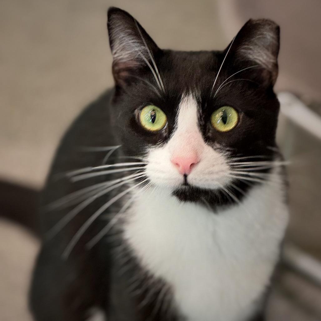 Hermione — thumbnail 6