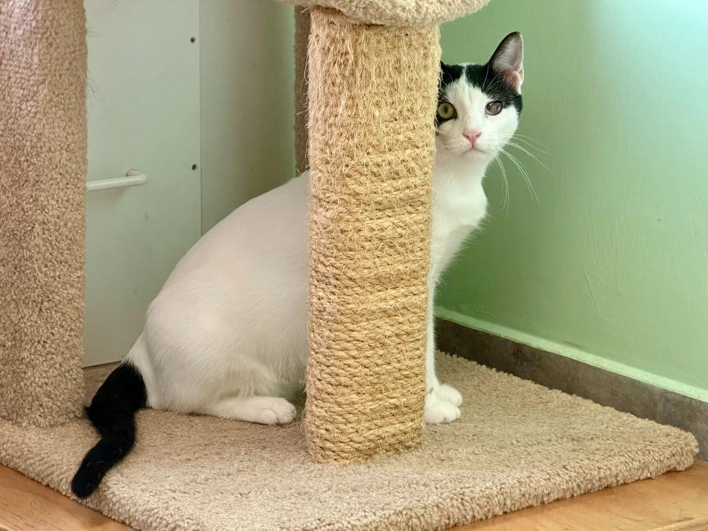 Max, Adoptable, Kitten Male Domestic Short Hair.
