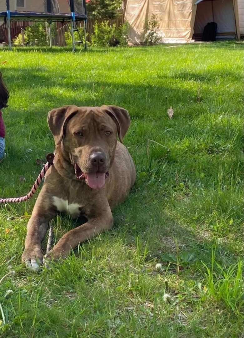 Enlarge Jayce, a Adopted mixed breed in Hopatcong, NJ image 1/8