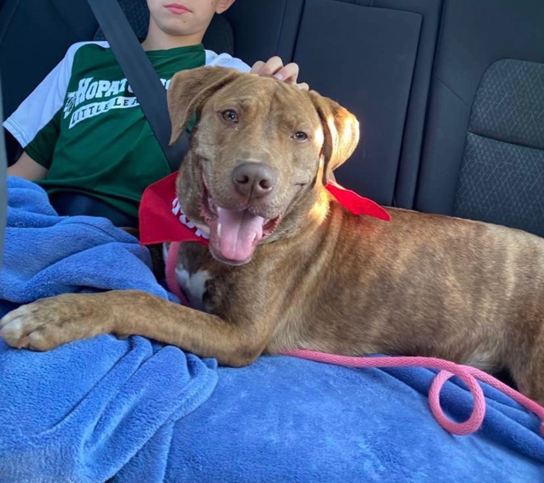 Enlarge Jayce, a Adopted mixed breed in Hopatcong, NJ image 2/8