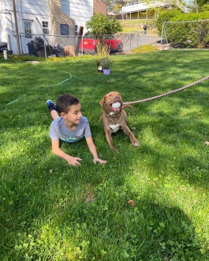 Enlarge Jayce, a Adopted mixed breed in Hopatcong, NJ image 3/8