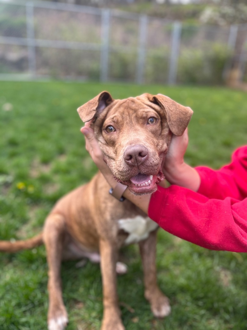Enlarge Jayce, a Adopted mixed breed in Hopatcong, NJ image 4/8