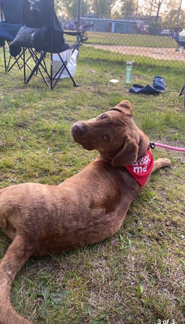 Enlarge Jayce, a Adopted mixed breed in Hopatcong, NJ image 5/8