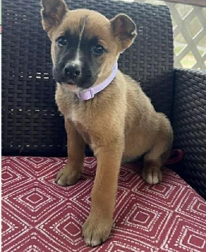 Enlarge Maple Sugaring Time, a ADOPTABLE mixed breed in Arlington Heights, IL image 1/1