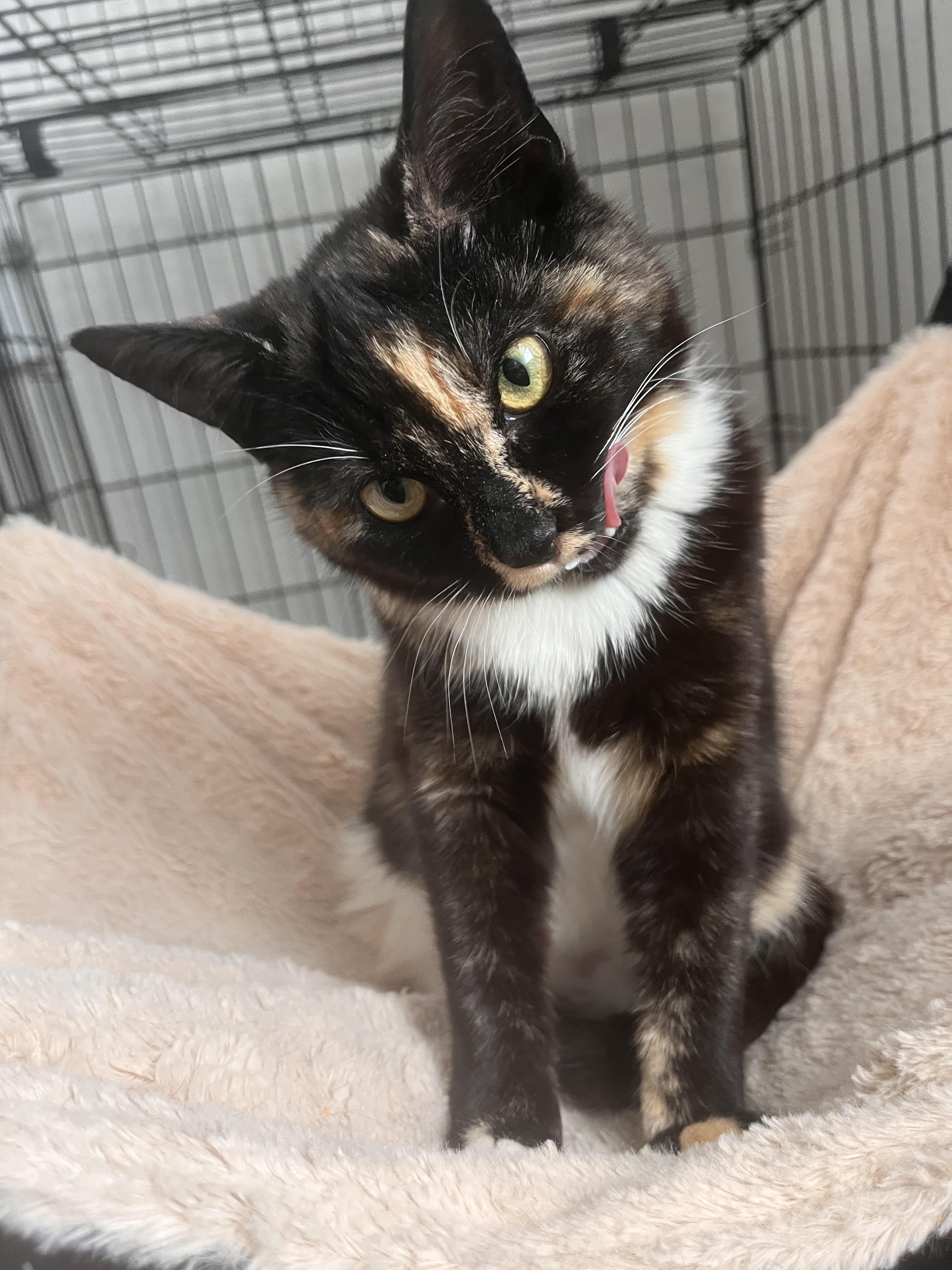 Sahlia, a Adoptable Domestic Short Hair in Norfolk, VA image 3/6