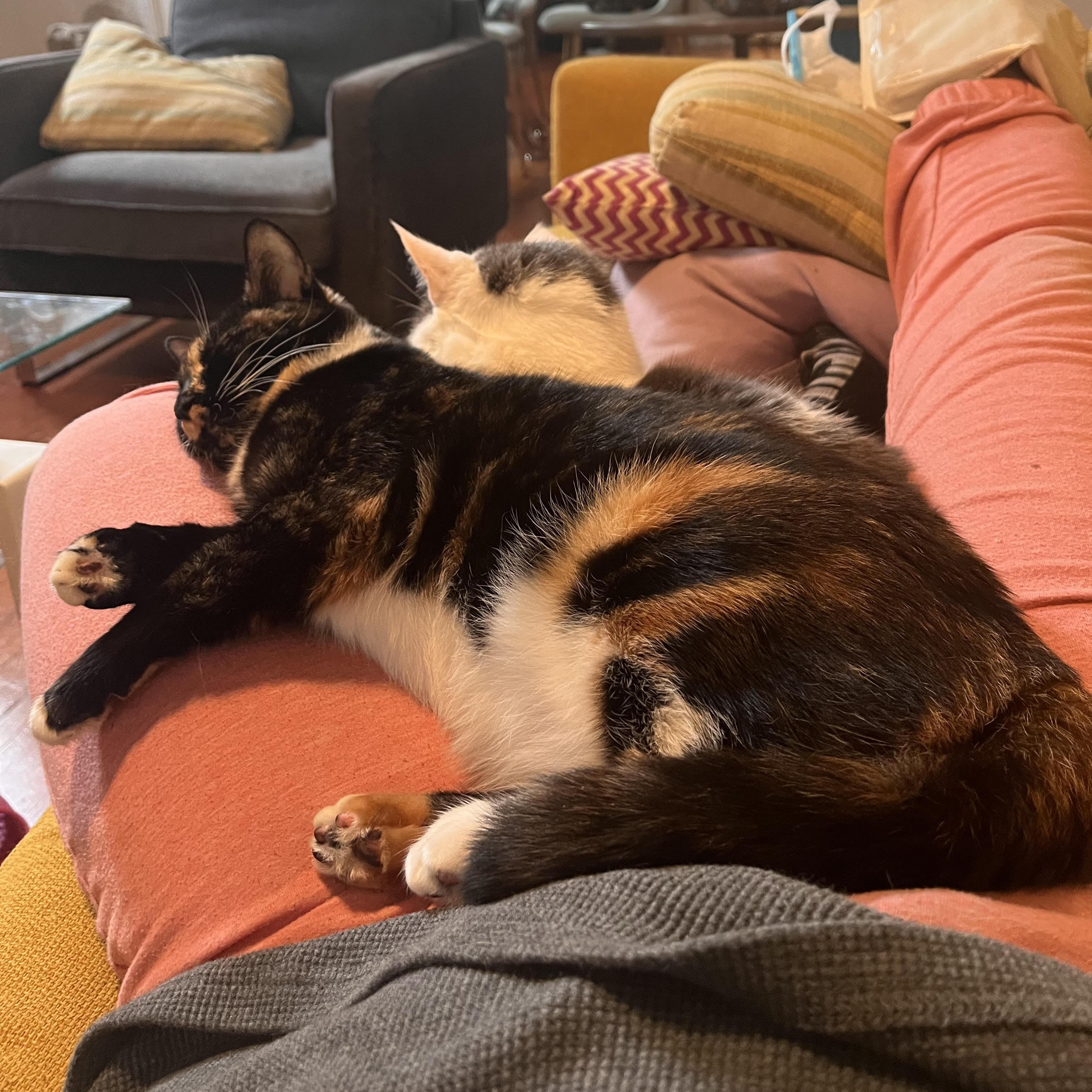 Sahlia, a Adoptable Domestic Short Hair in Norfolk, VA image 4/6