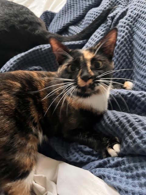 Sahlia, a Adoptable Domestic Short Hair in Norfolk, VA image 5/6