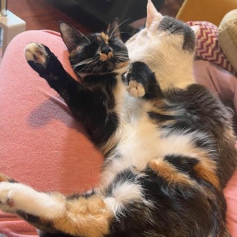 Sahlia, a Adoptable Domestic Short Hair in Norfolk, VA image 2/6