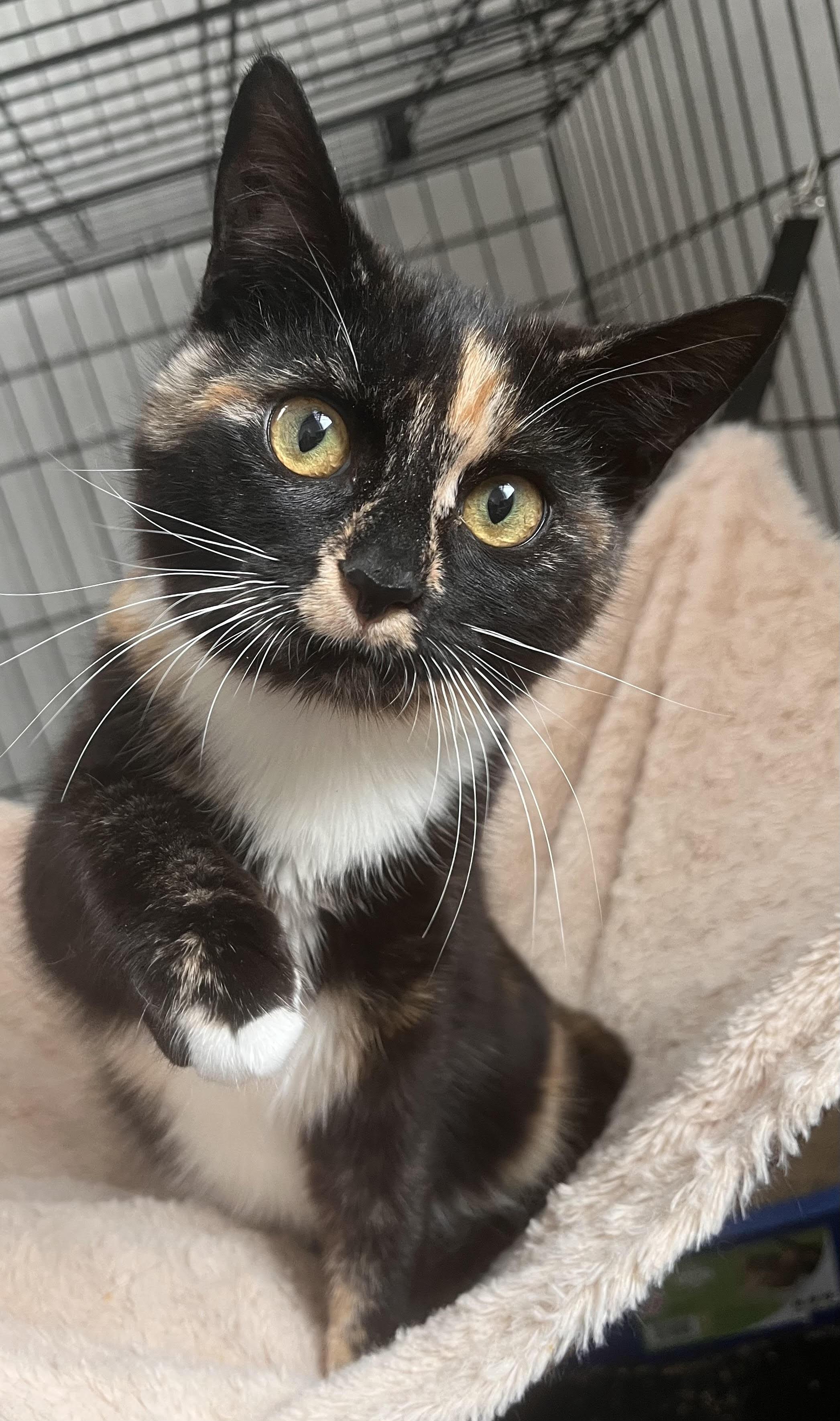 Sahlia, Adoptable, Adult Female Domestic Short Hair.