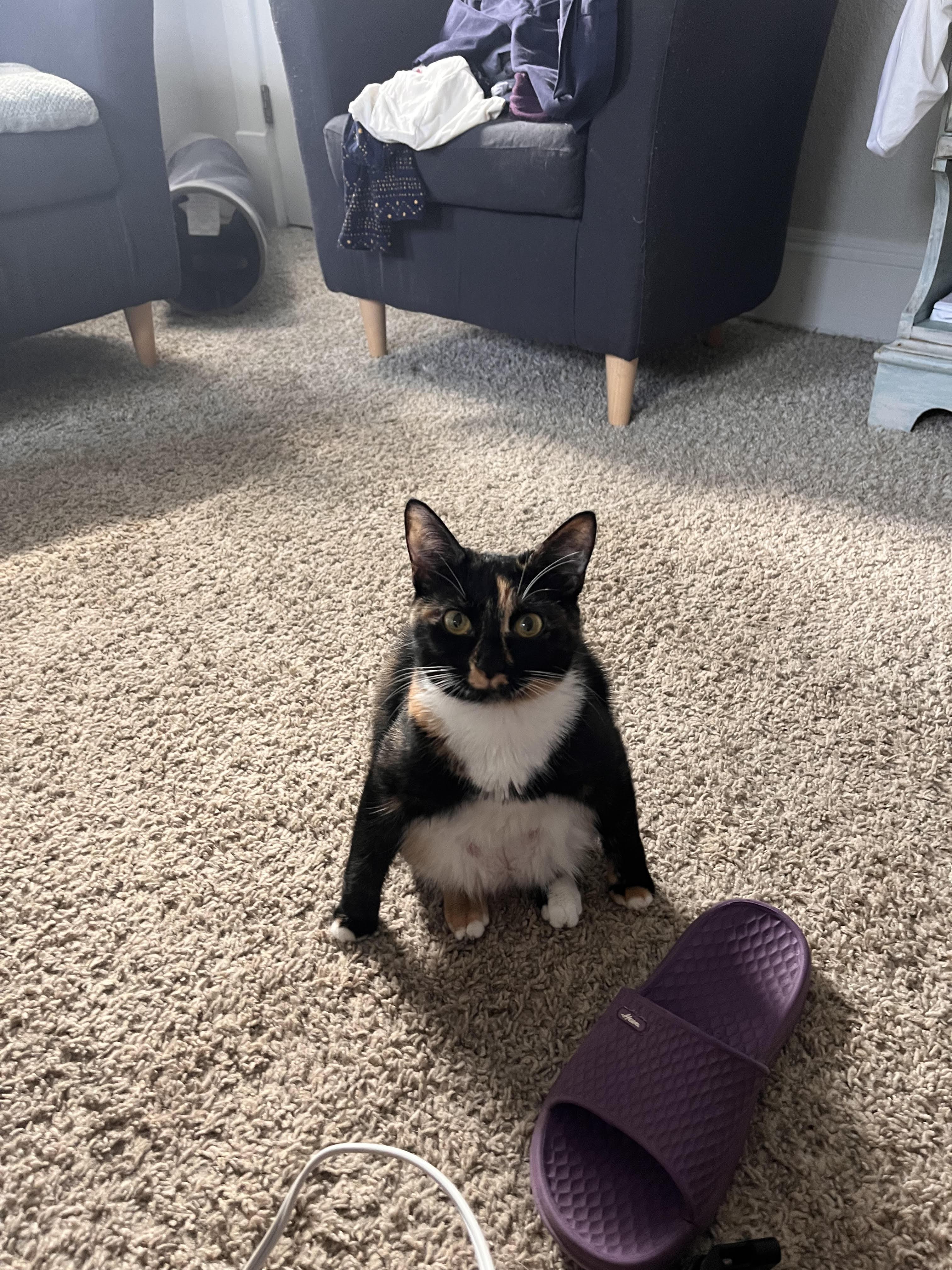 Sahlia, a Adoptable Domestic Short Hair in Norfolk, VA image 6/6