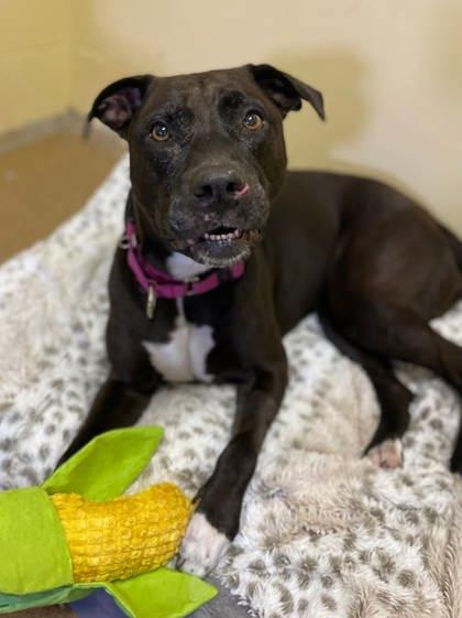 Giselle, Adoptable, Adult Female Mixed Breed & Mixed Breed.