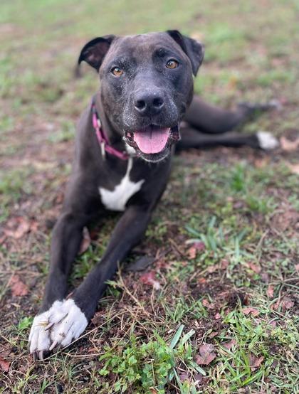 Giselle, Adoptable, Adult Female Mixed Breed & Mixed Breed.