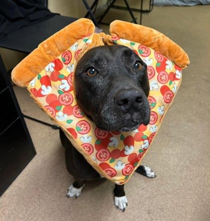 Enlarge Giselle, a Adoptable mixed breed in Sanford, FL image 3/3