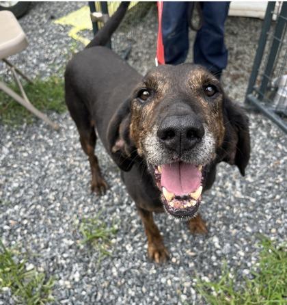 Enlarge Beau (Dukes of Hazard), an adopted Plott Hound in Marshall, NC image 2/2