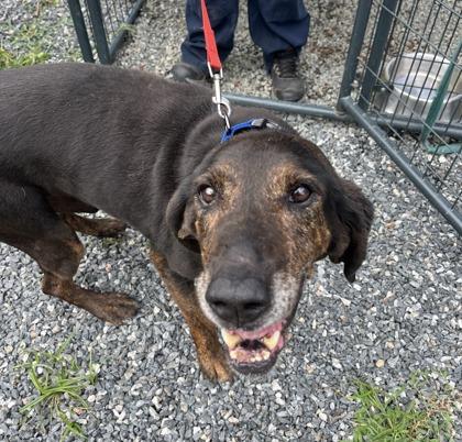 Beau (Dukes of Hazard), adopted, Senior Male Plott Hound.