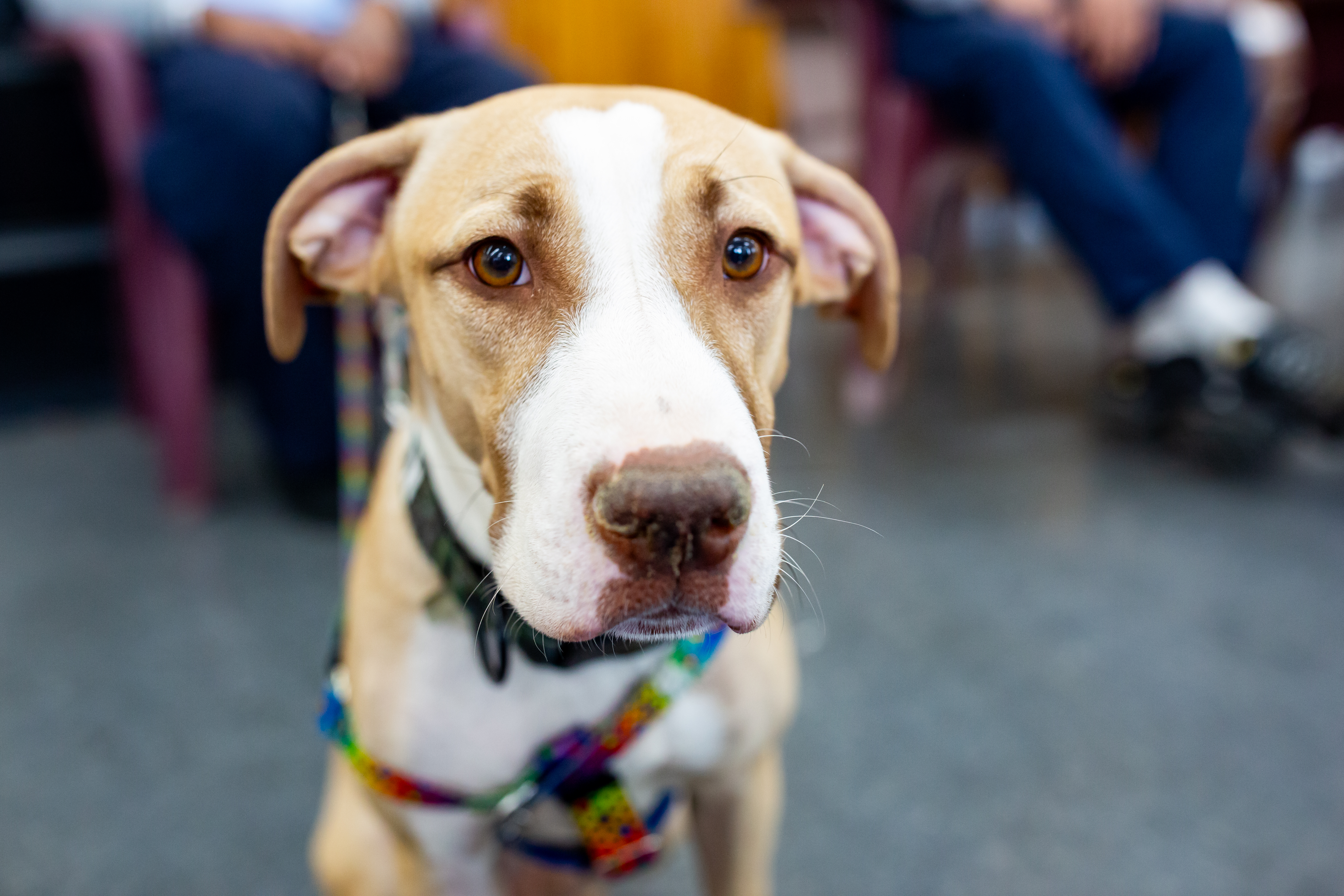 Enlarge Cheerio, a Adoptable mixed breed in Chester, PA image 1/5