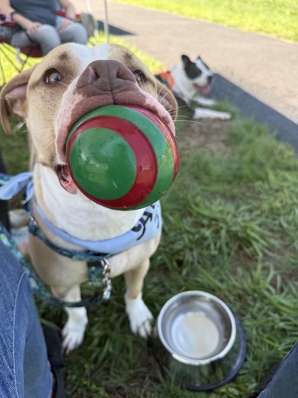 Enlarge Cheerio, a Adoptable mixed breed in Chester, PA image 2/5