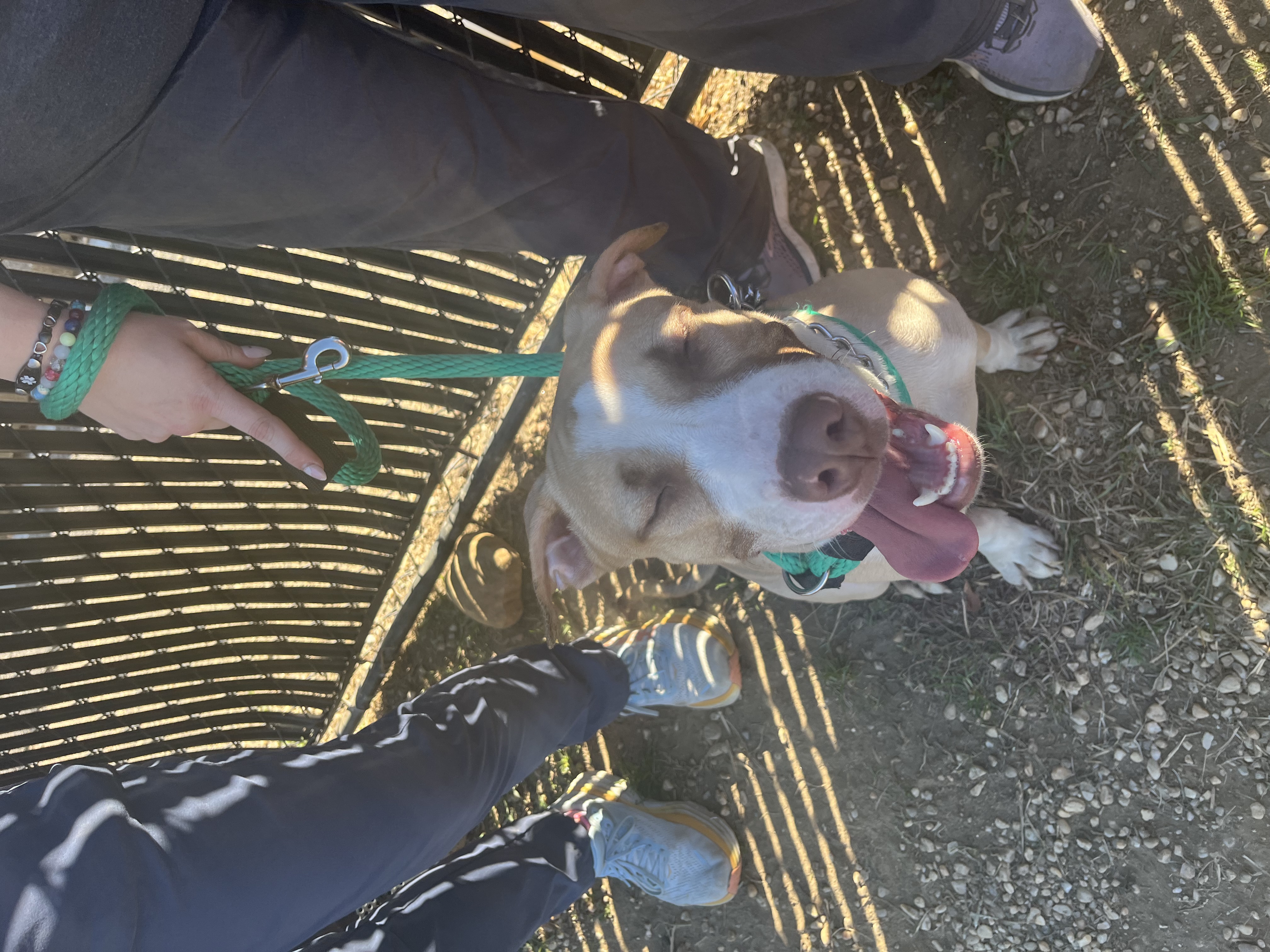 Enlarge Cheerio, a Adoptable mixed breed in Chester, PA image 4/5