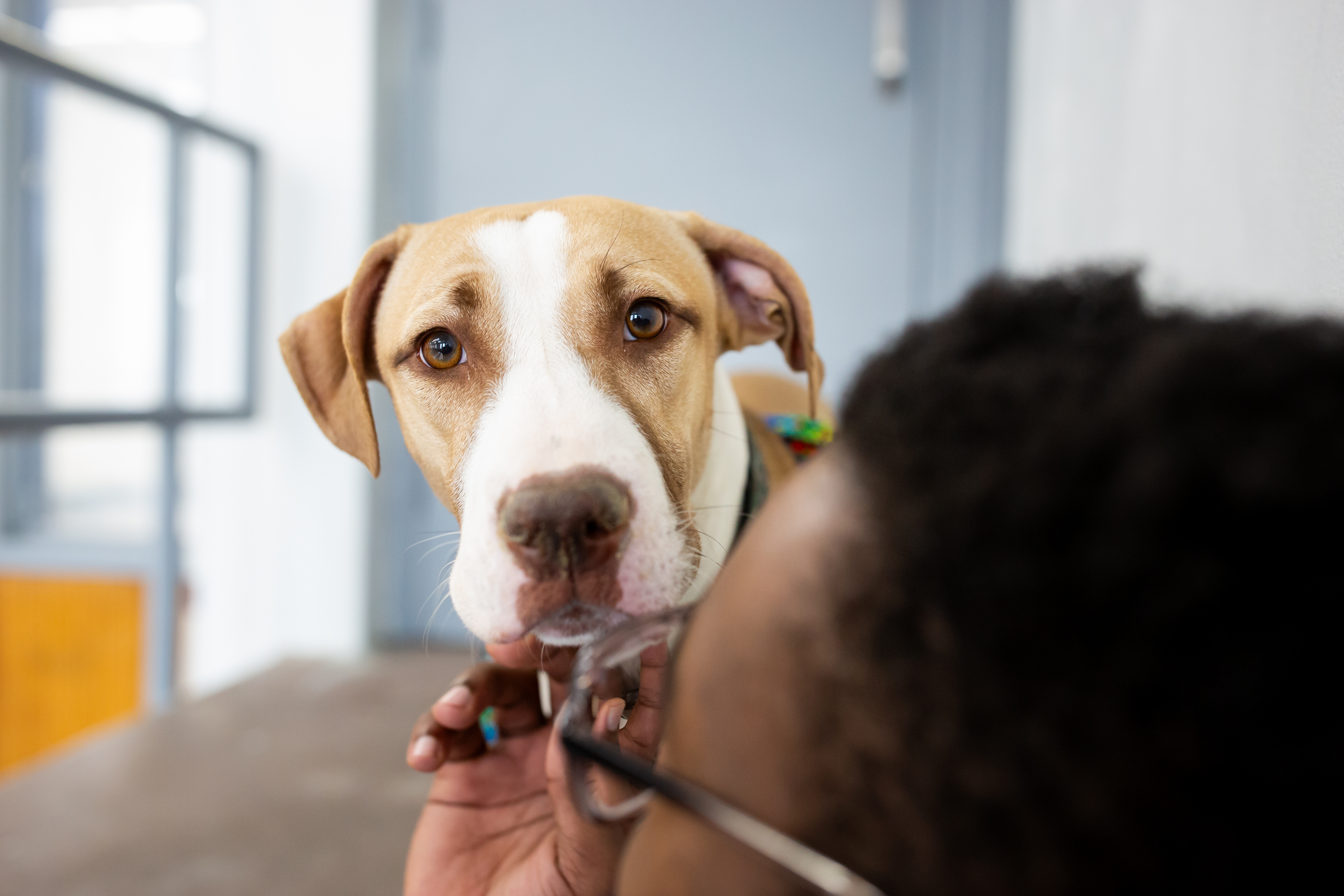 Enlarge Cheerio, a Adoptable mixed breed in Chester, PA image 3/5