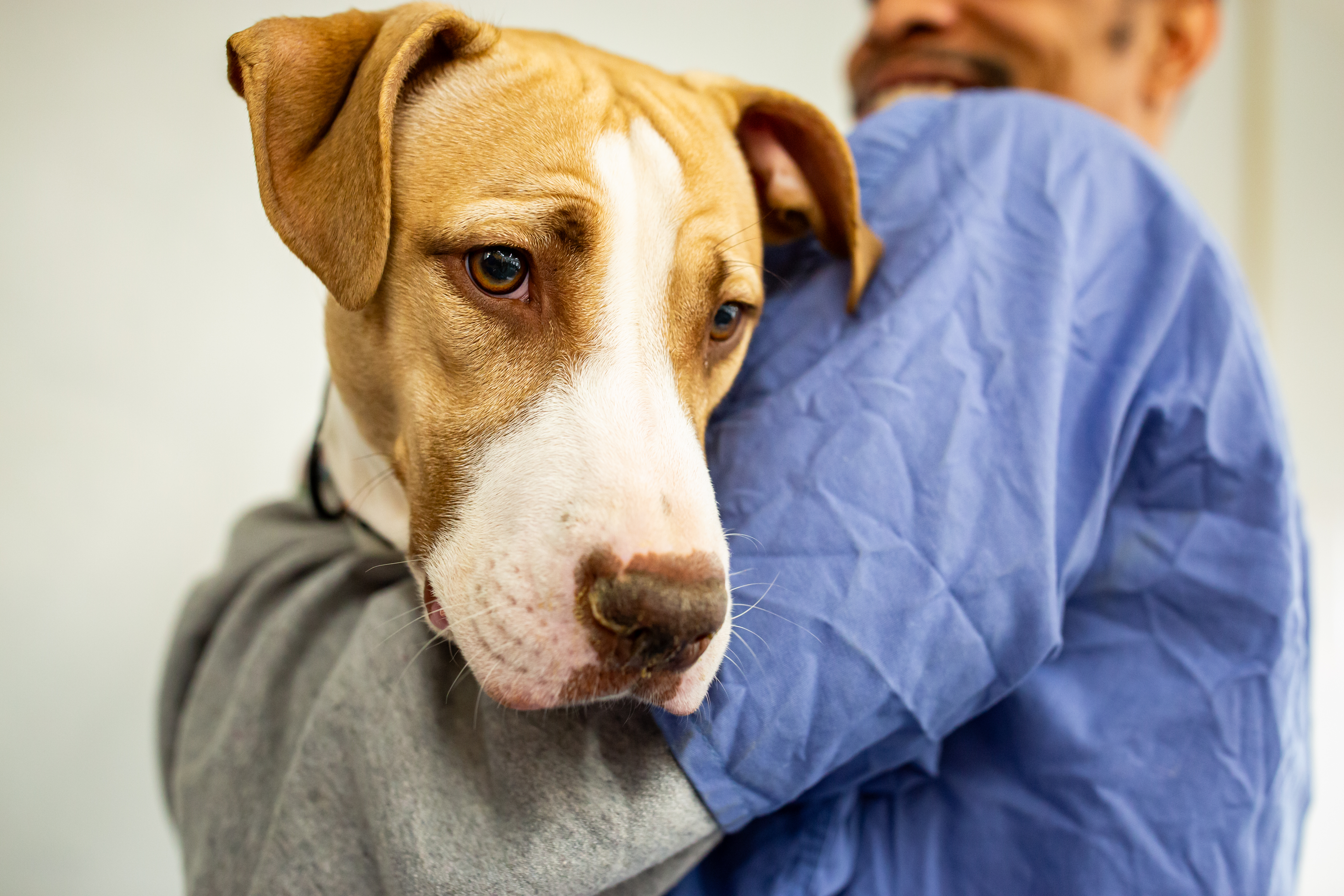 Enlarge Cheerio, a Adoptable mixed breed in Chester, PA image 5/5