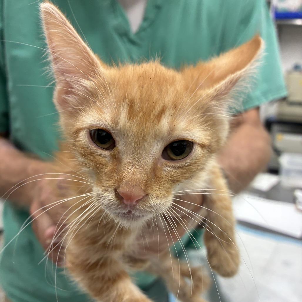Tang, Adoptable, Kitten Male Domestic Short Hair.