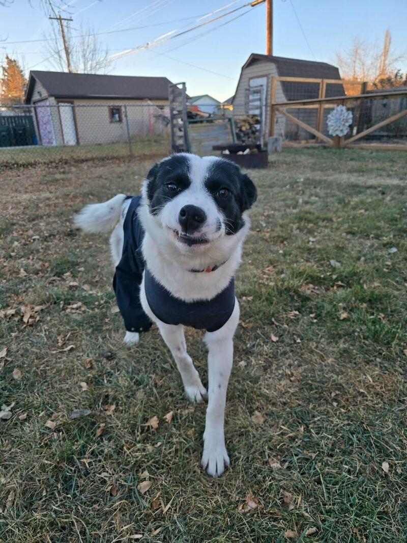 Enlarge Dot, a ADOPTABLE mixed breed in Exshaw, AB image 1/1