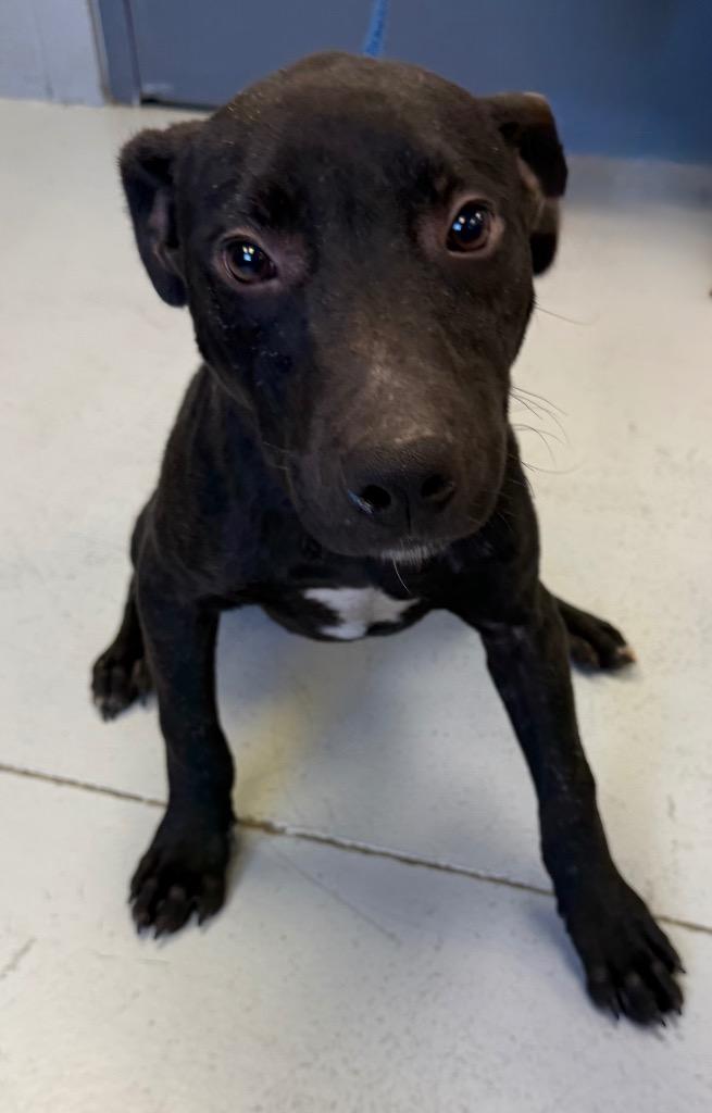 Enlarge Pumbaa, a Adoptable Pit Bull Terrier in Greenwood, MS image 1/1