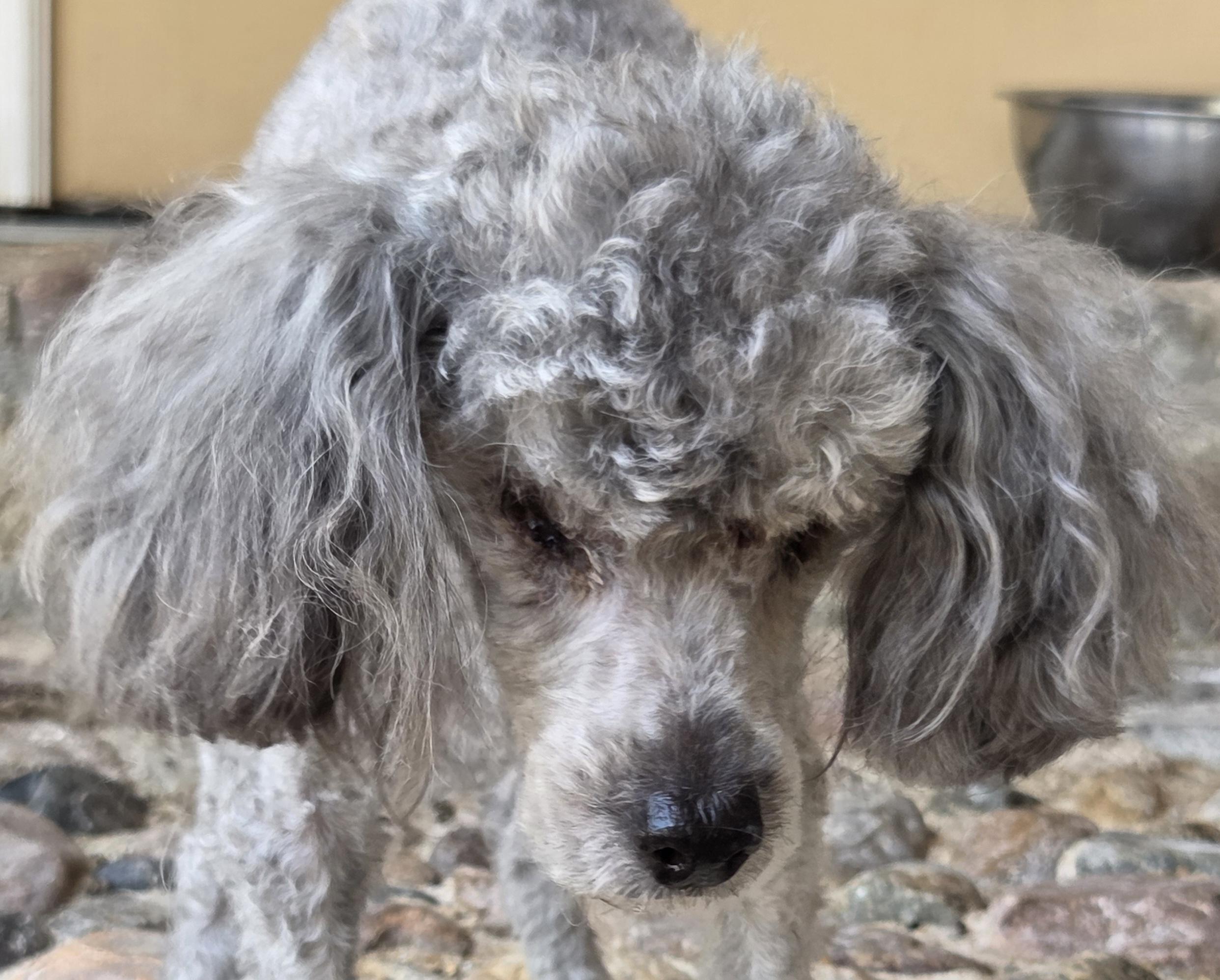 Enlarge ARIA, an adopted Poodle in Tucson, AZ image 2/3