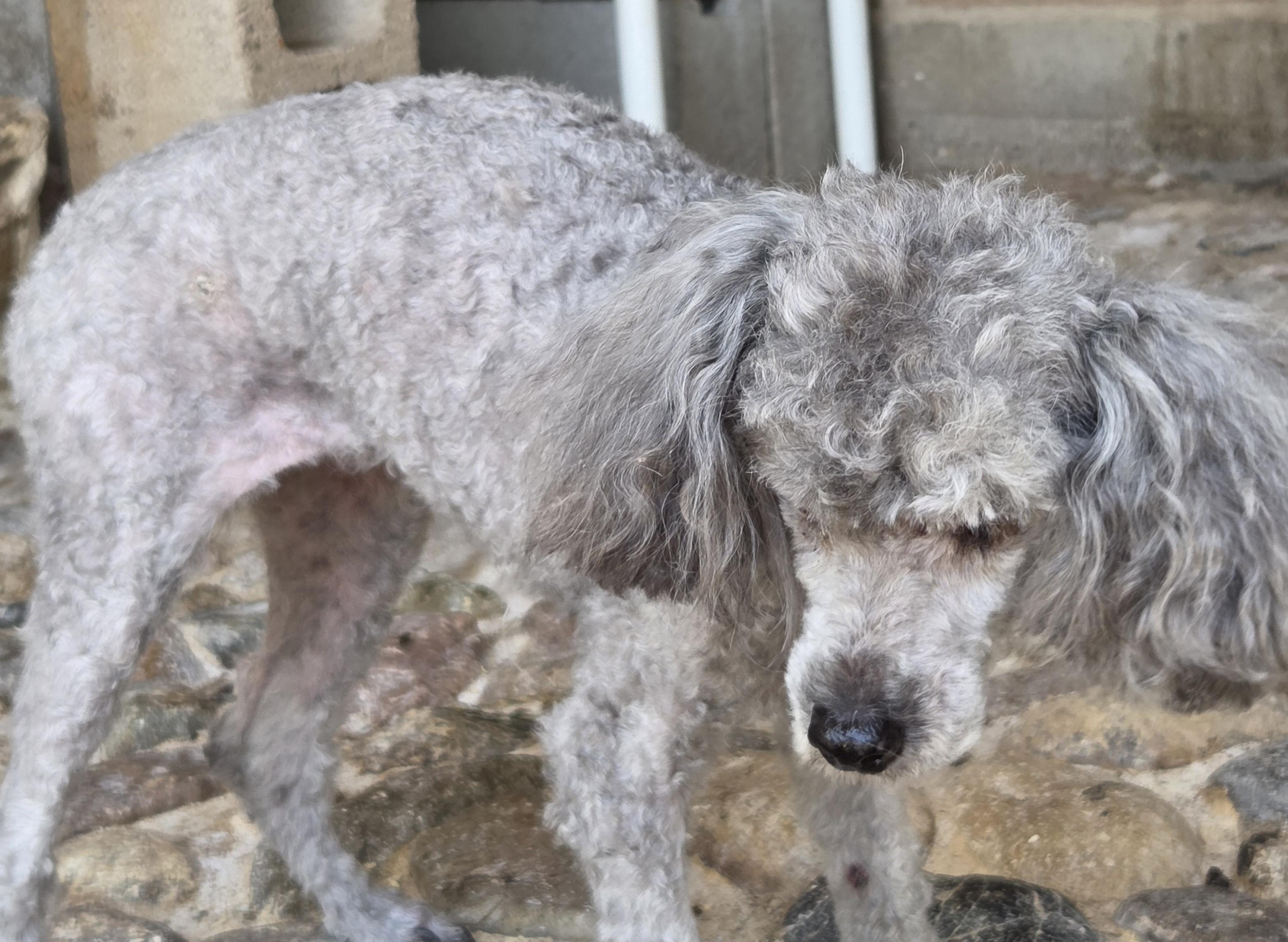 Enlarge ARIA, an adopted Poodle in Tucson, AZ image 3/3