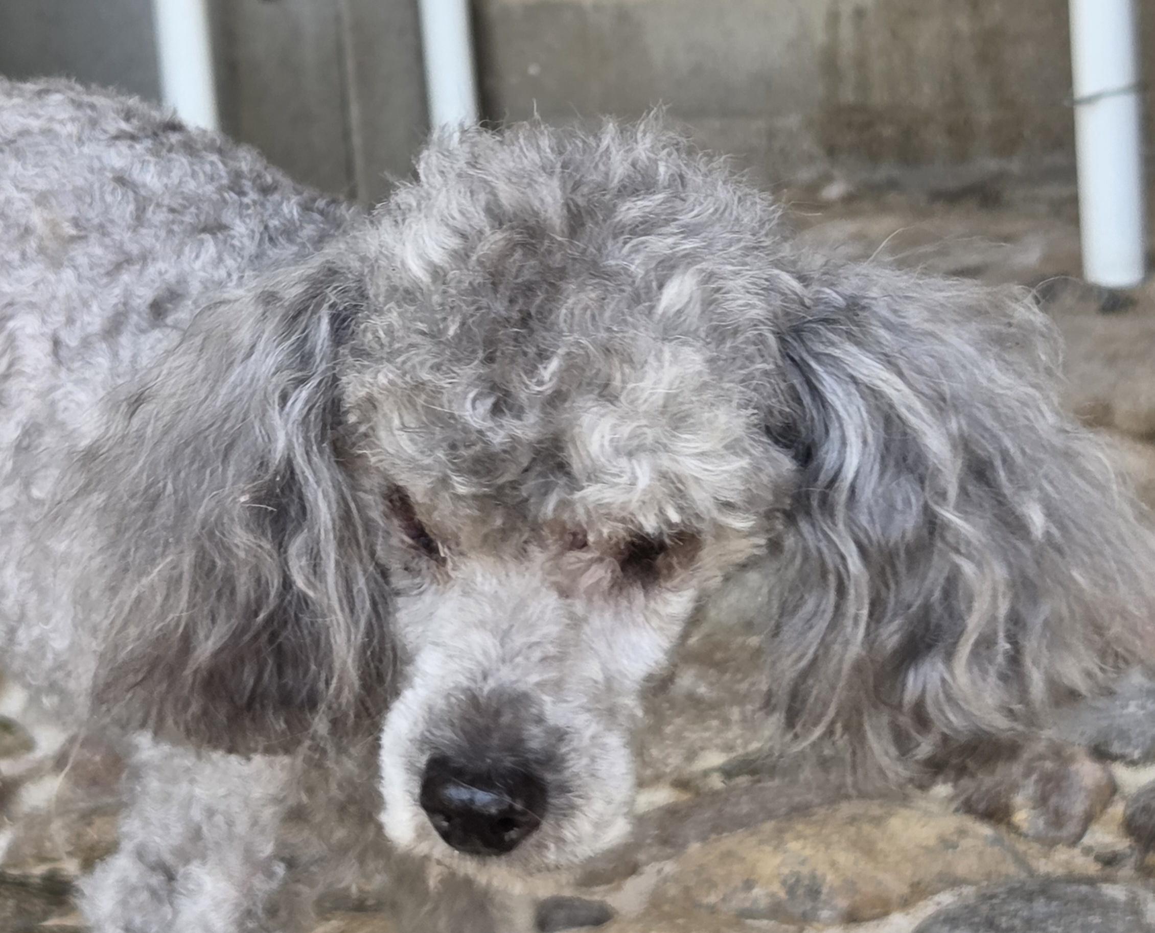 Enlarge ARIA, an adopted Poodle in Tucson, AZ image 1/3