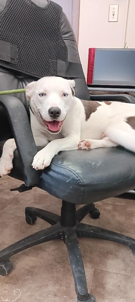 Mia, Adoptable, Young Female Mixed Breed.