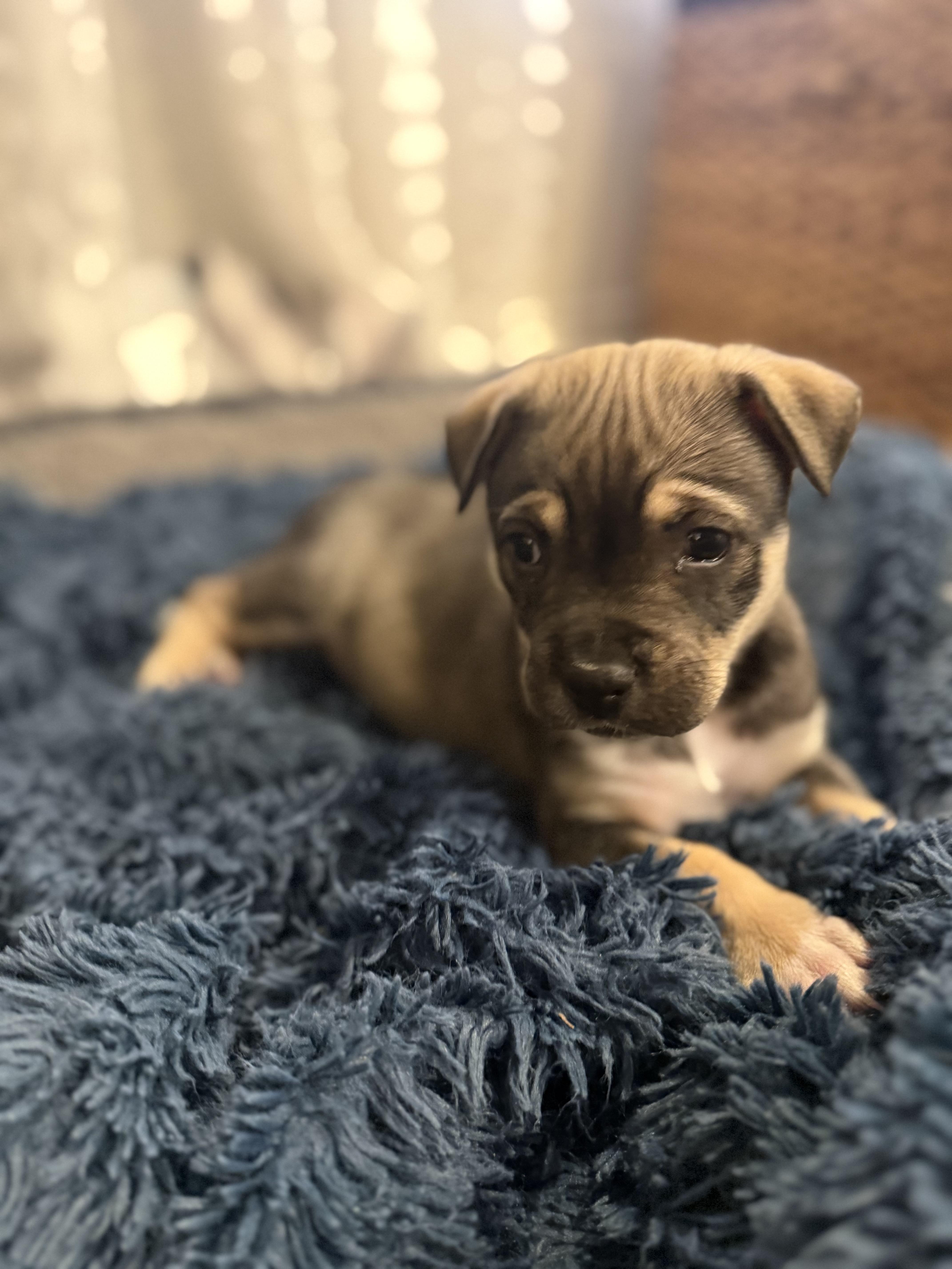 Enlarge Sitka The Hug Magnet , an adopted mixed breed in Lacey, WA image 3/5