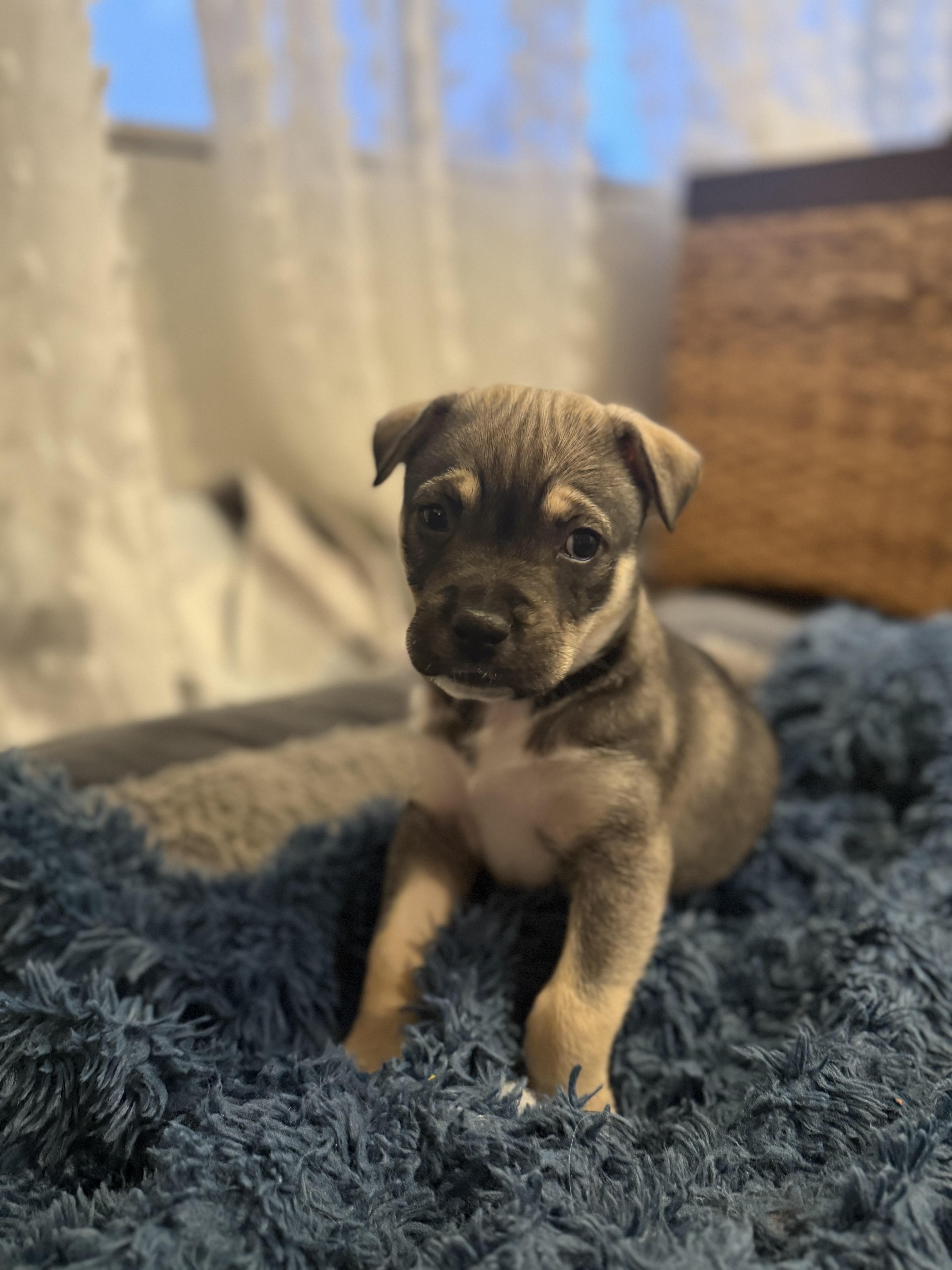 Enlarge Sitka The Hug Magnet , an adopted mixed breed in Lacey, WA image 4/5