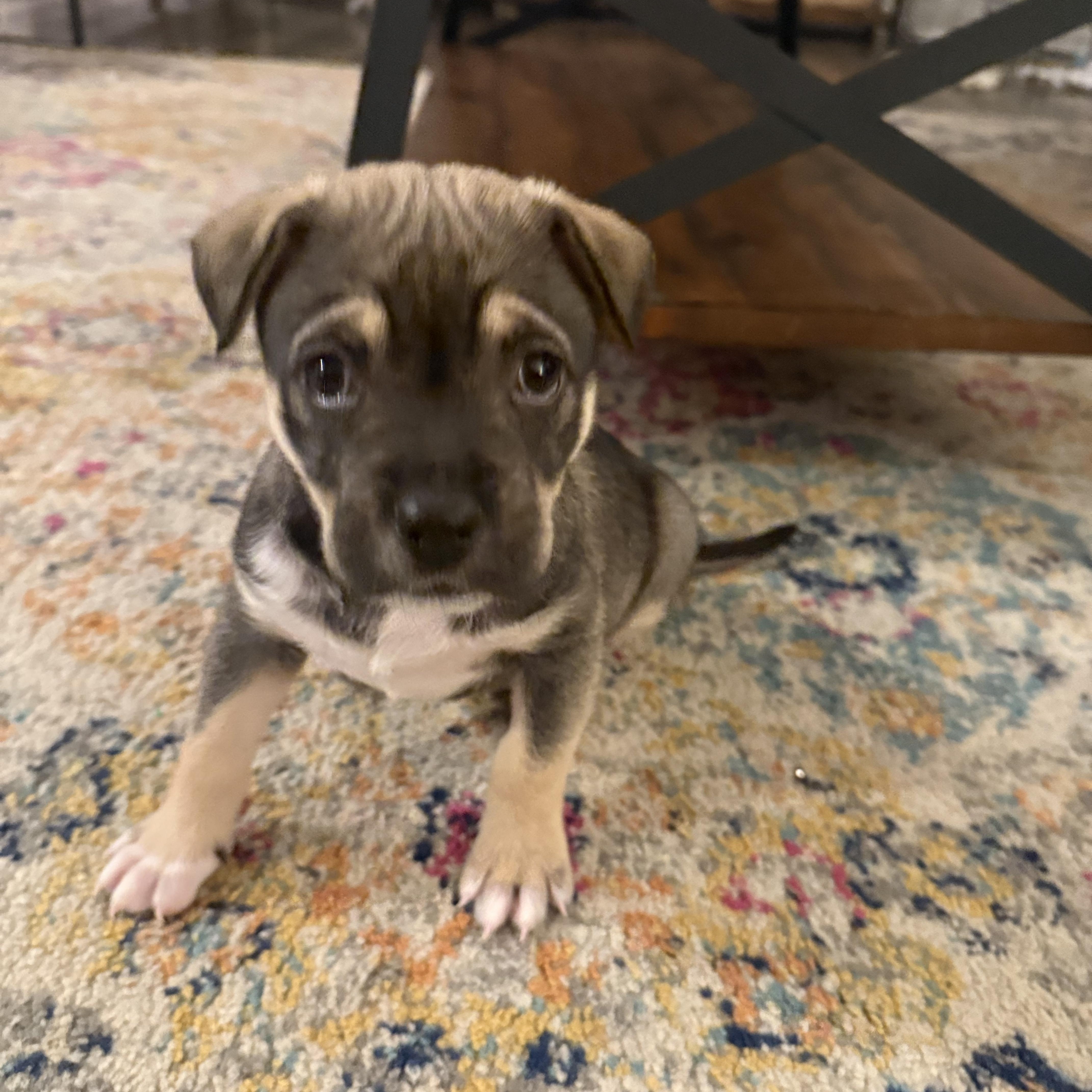 Enlarge Sitka The Hug Magnet , an adopted mixed breed in Lacey, WA image 2/5