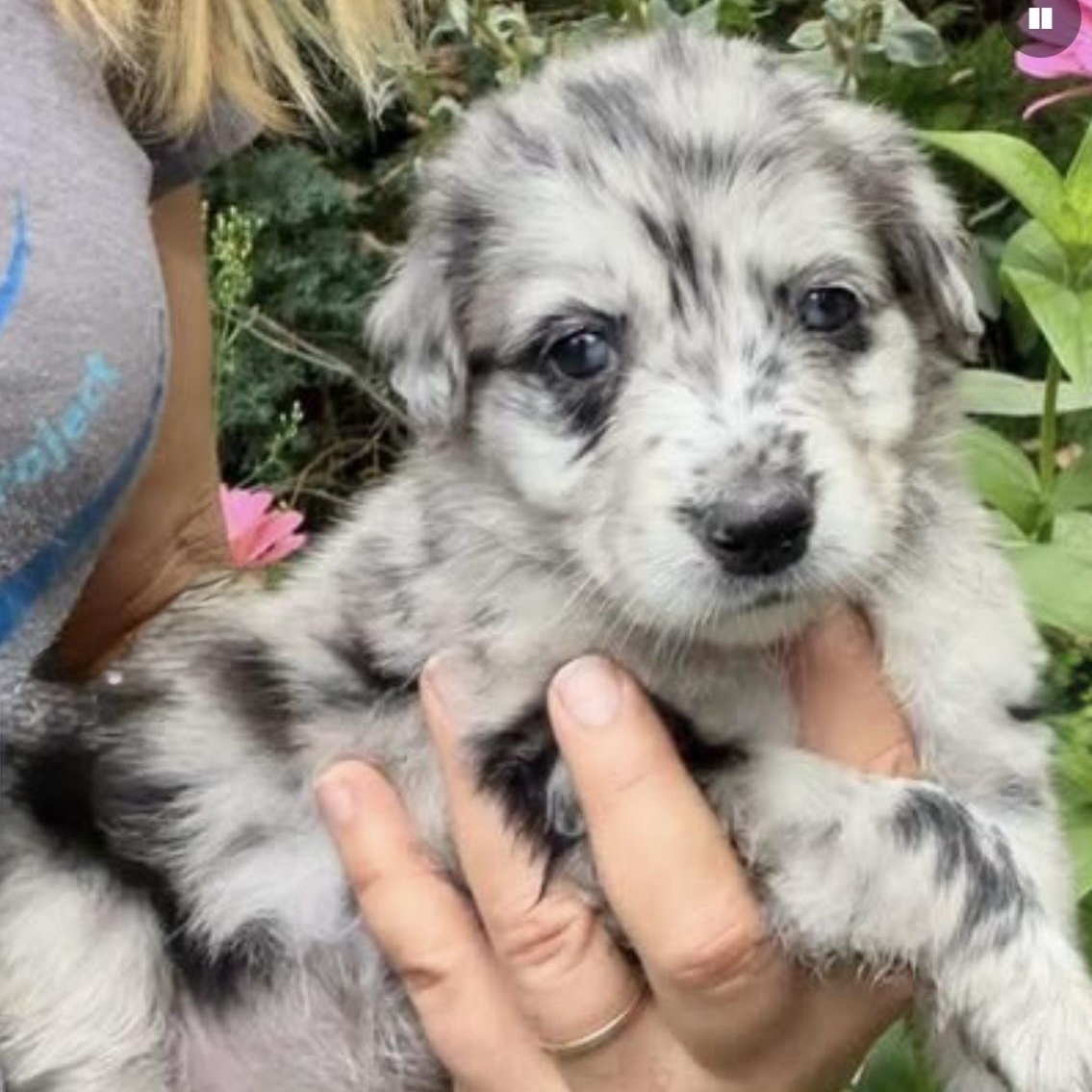 Indigo, Adopted, Puppy Female Australian Shepherd.