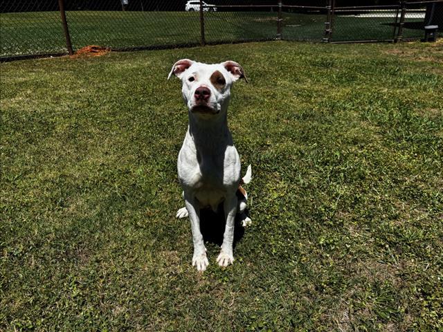 Enlarge COOKIE, a Adoptable Pit Bull Terrier in Appling, GA image 1/1