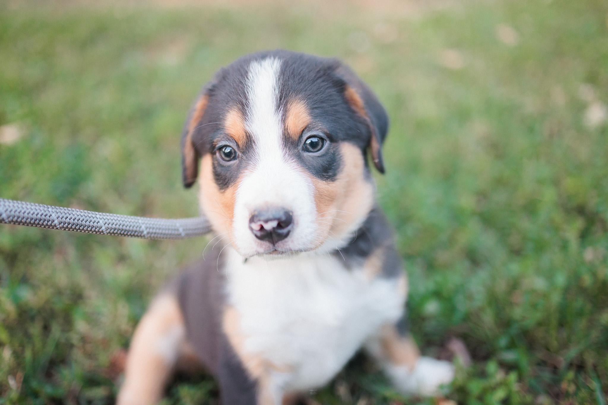 Rambo