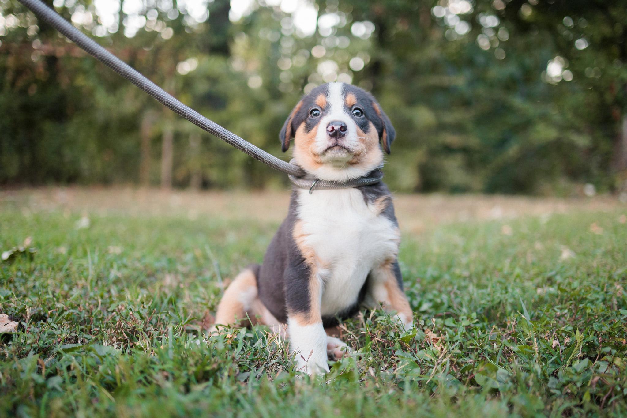 Rambo