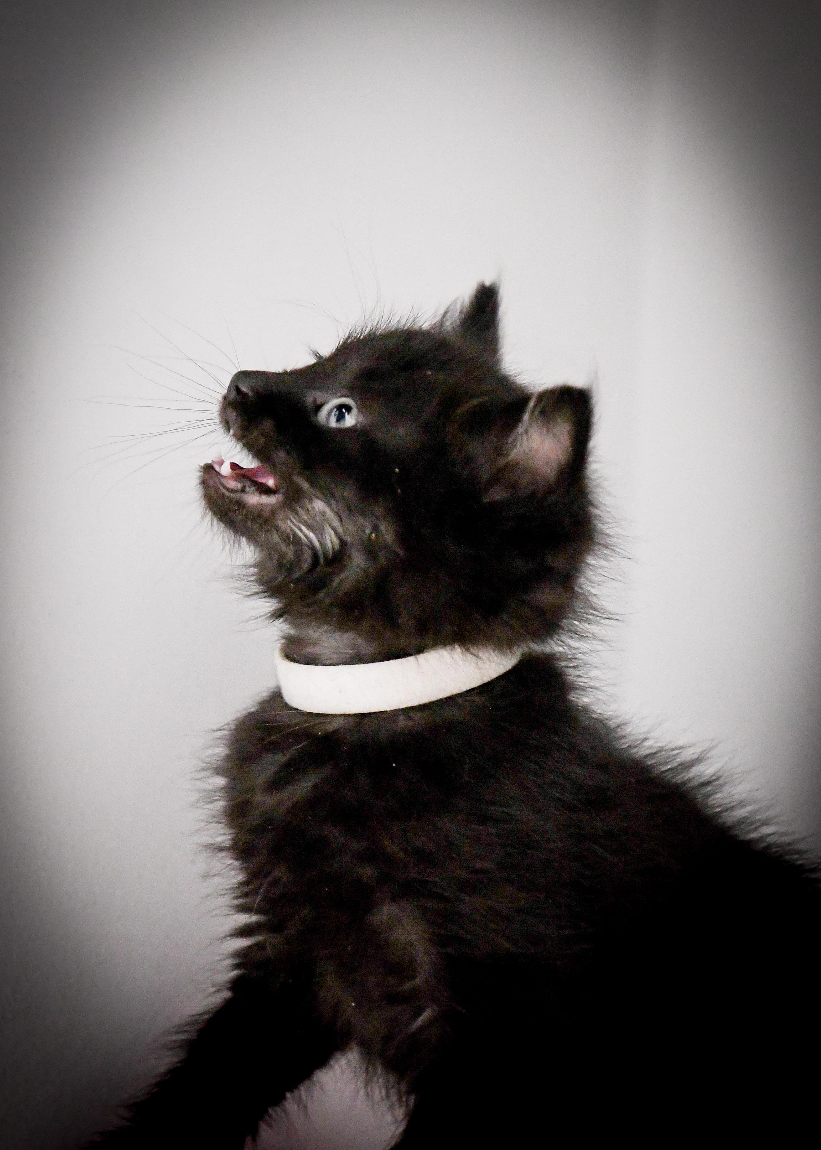 Enlarge Trigger , a ADOPTABLE Domestic Short Hair in Port Washington, WI image 2/3
