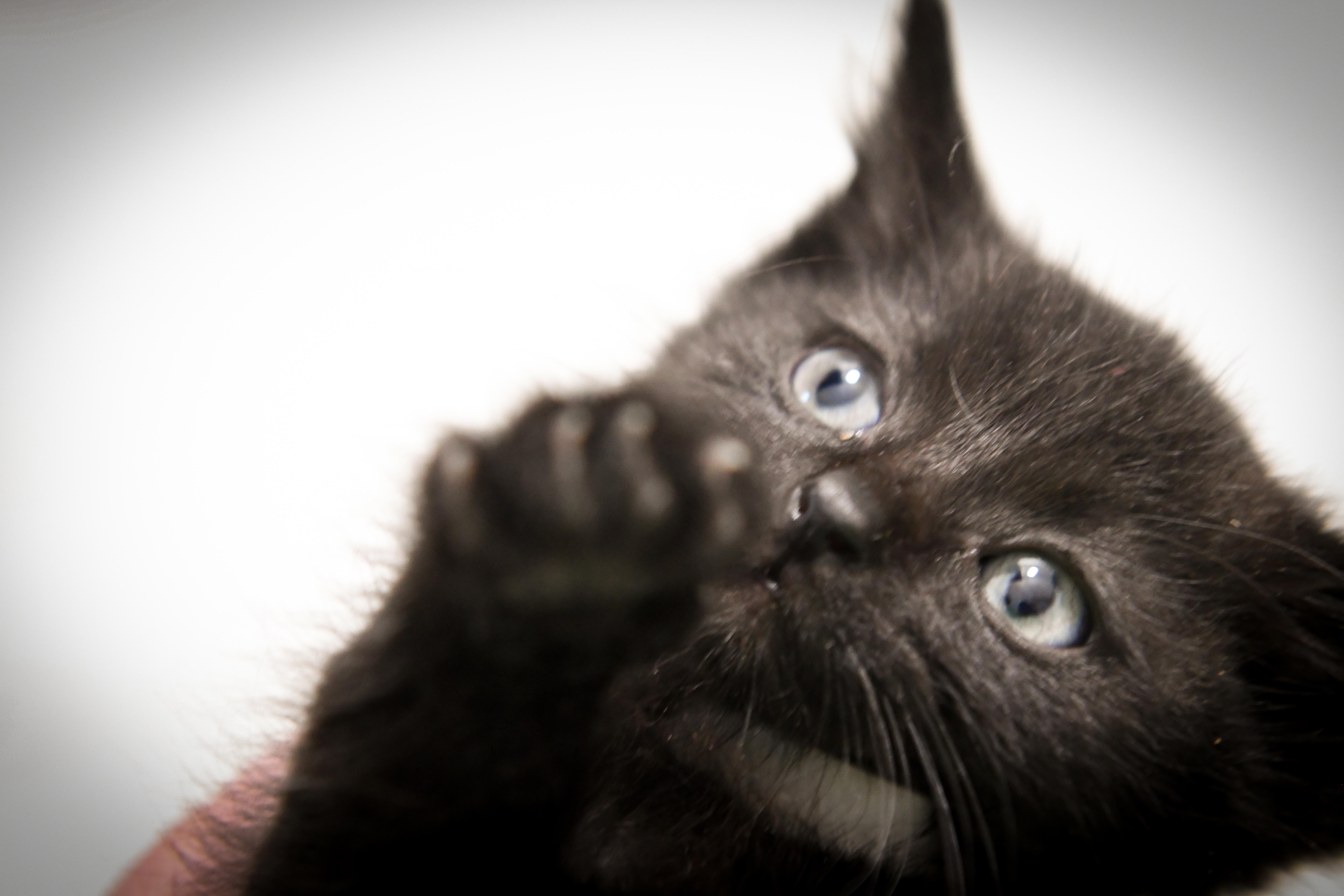 Enlarge Trigger , a ADOPTABLE Domestic Short Hair in Port Washington, WI image 3/3